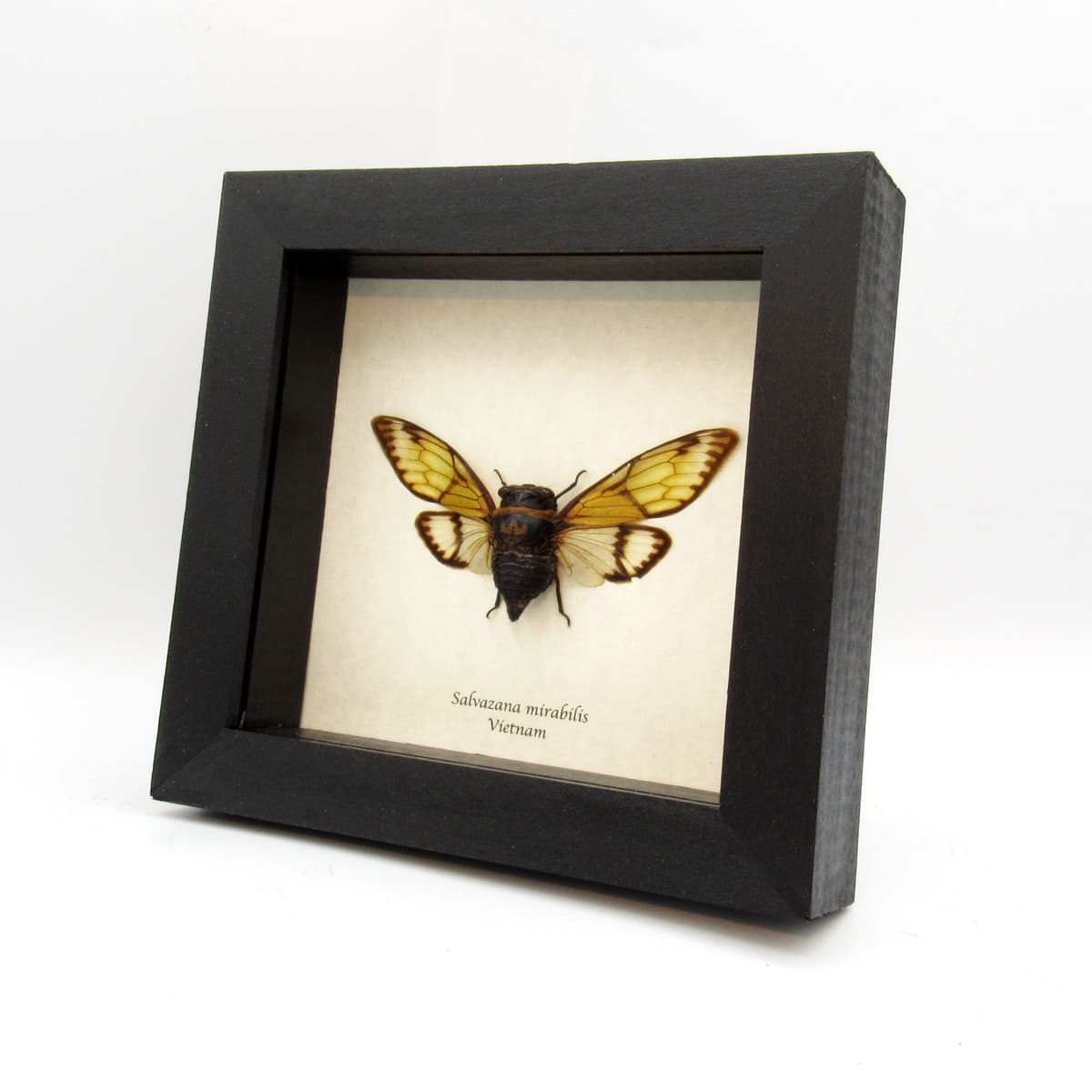 Real Giant green Cicada framed taxidermy - Salvazana mirabilis