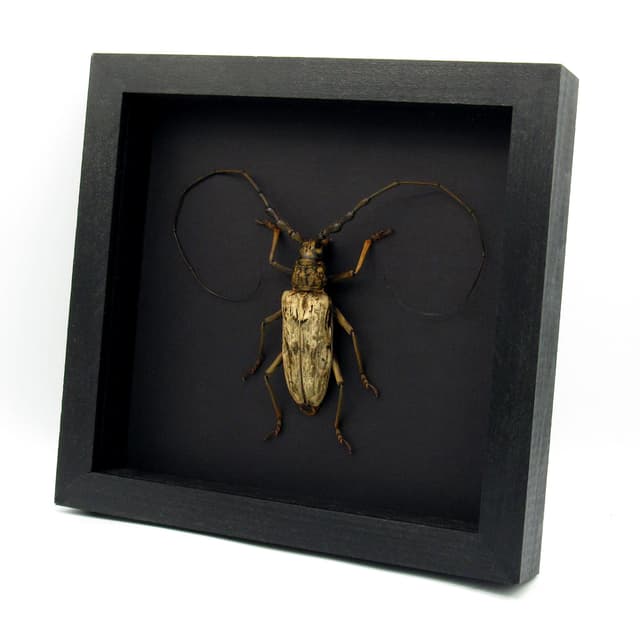 Real Giant Velvet Longhorn beetle framed taxidermy - Neocerambyx gigas - XL specimen