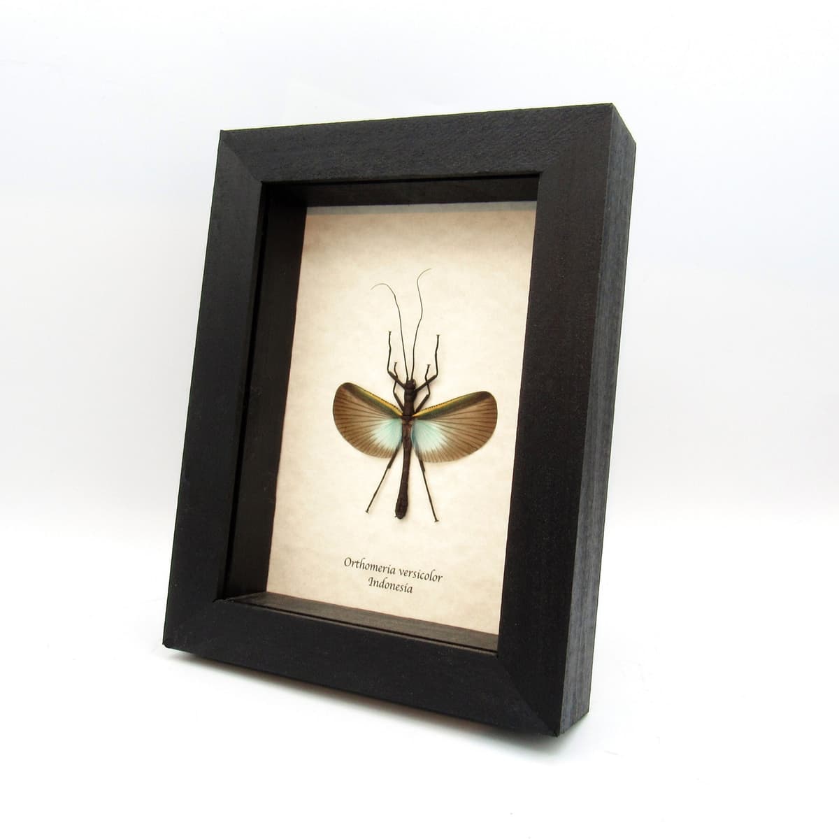 Real blue stick bug framed taxidermy taxidermy - Orthomeria versicolor - female
