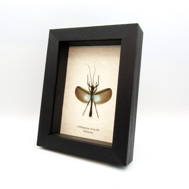 Real blue stick bug framed taxidermy taxidermy - Orthomeria versicolor - female