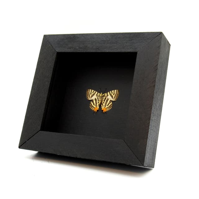 Real metallic silver butterfly framed - Spindasis syama - Victorian mount