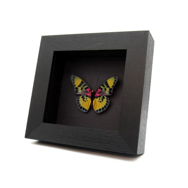 Rare fuchsia True Forester butterfly framed taxidermy - Euphaedra sarcoptera - minor damage