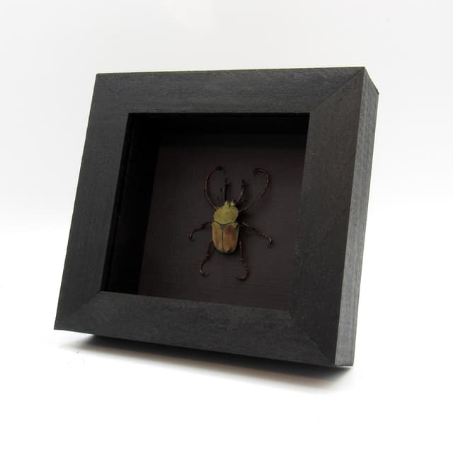 Real beetle framed taxidermy - Dicranocephalus wallichii