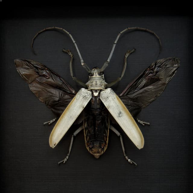 Rare XL Long Horn beetle framed taxidermy - Batocera hercules