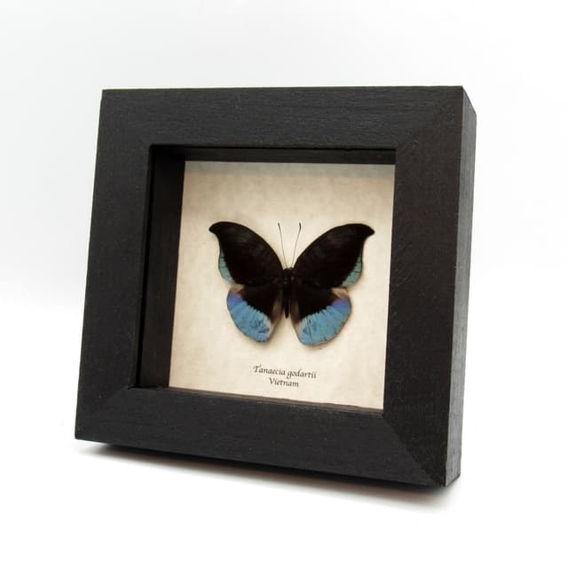 Rare blue butterfly framed taxidermy - Tanaecia godartii