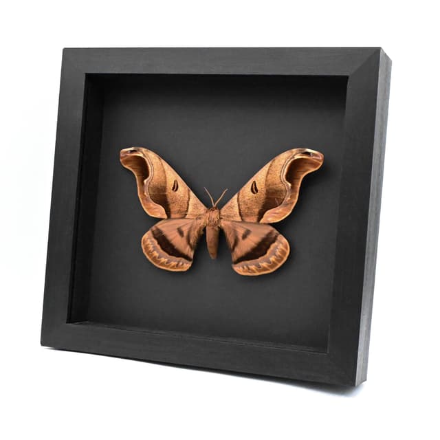 Rare Giant Saturn moth framed taxidermy - Caio romulus - XL specimen