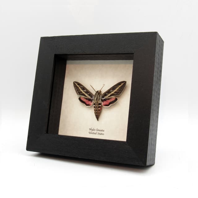 Real White-lined Sphinx moth framed taxidermy - Hyles lineata