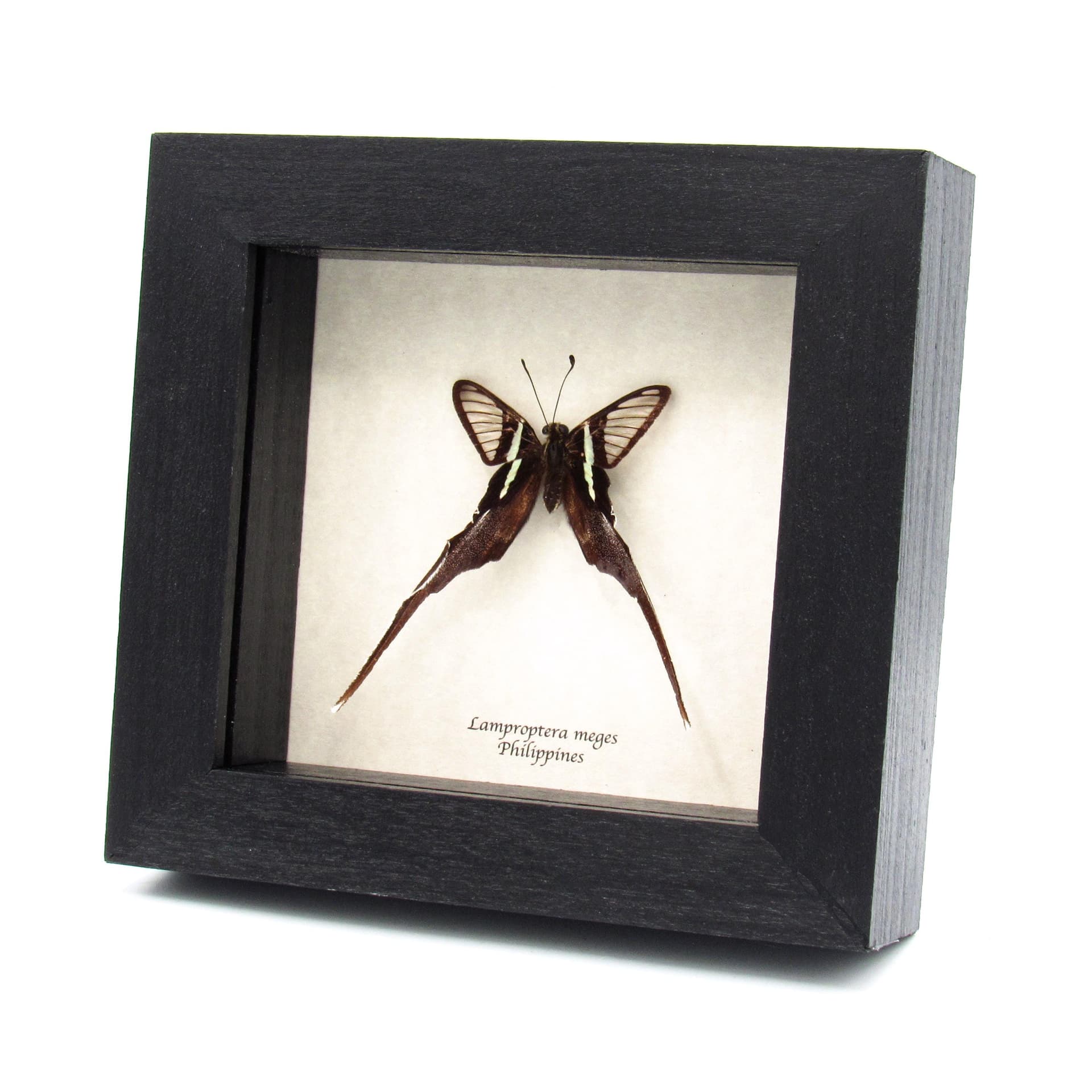 Real Green Dragontail butterfly framed taxidermy - Lamproptera meges