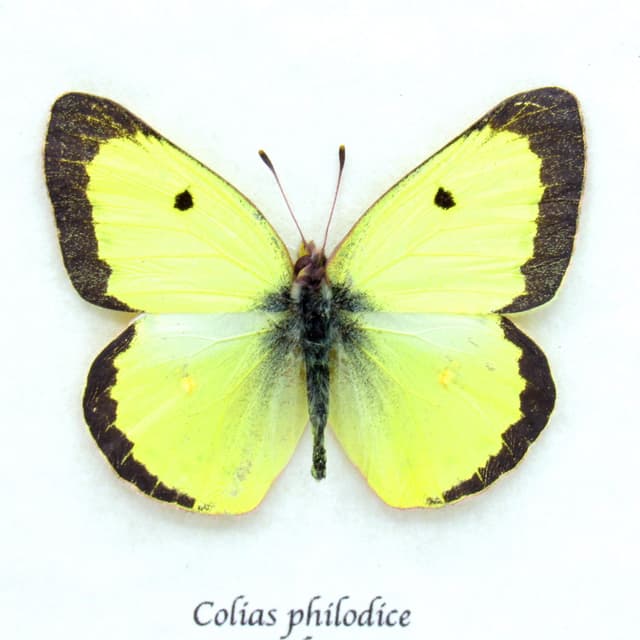 Real Yellow Sulphur butterfly framed taxidermy - Colias philodice