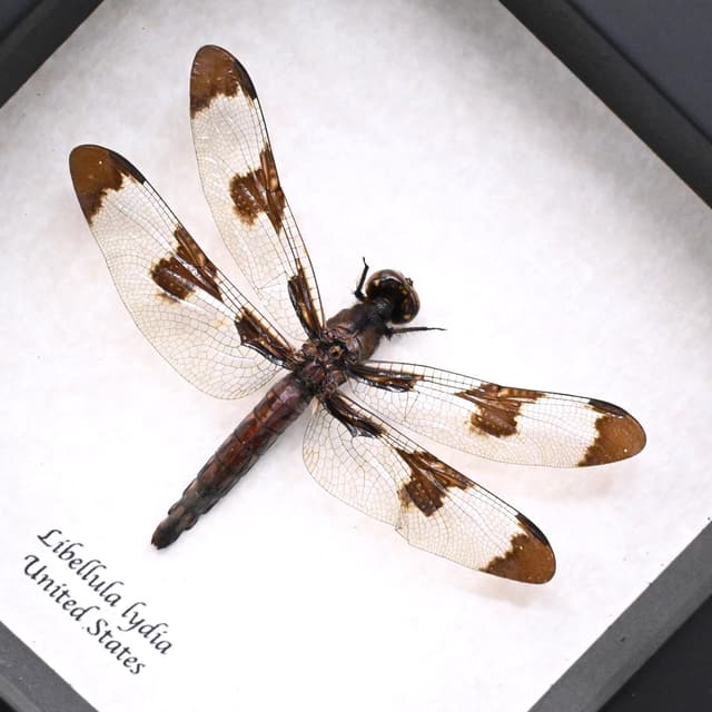 Real Common Whitetail Skimmer Dragonfly framed taxidermy - Libellula lydia