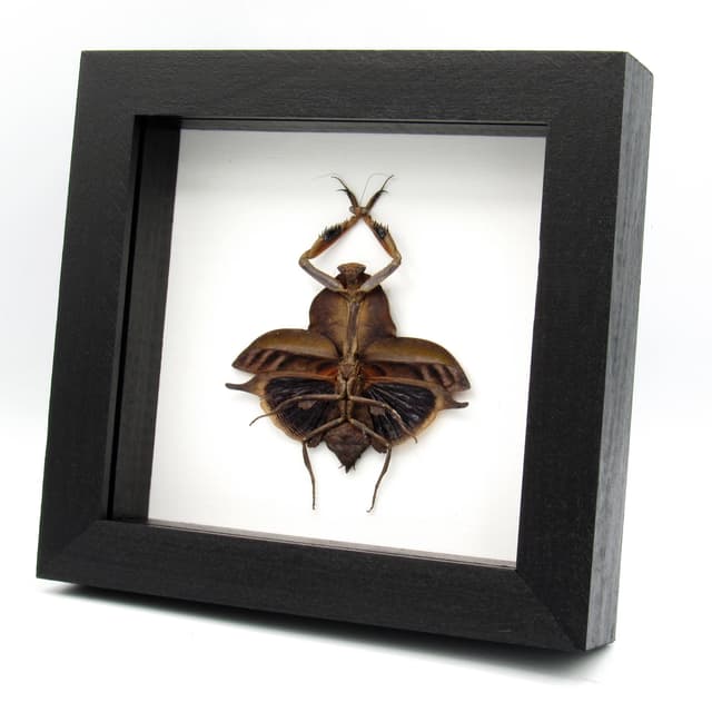 Real Leaf Mantis Displaying the Severed Head of her Lover in Triumph
