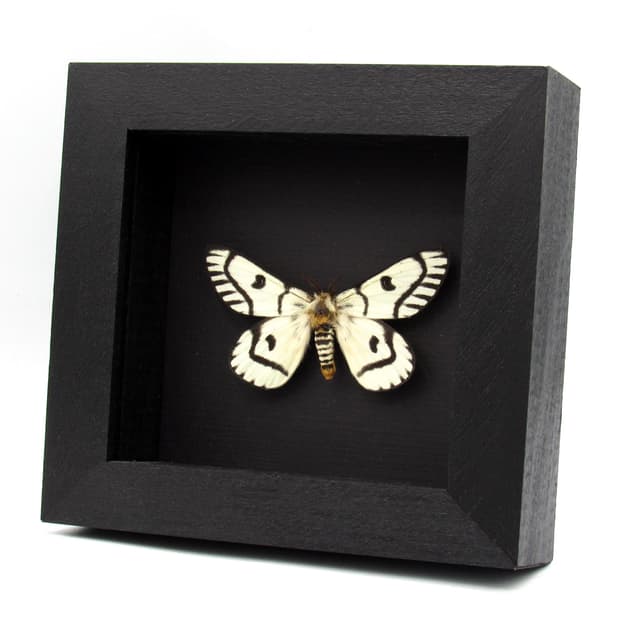 Real Sagebrush Sheep moth framed taxidermy - Hemileuca hera - beautiful form - large