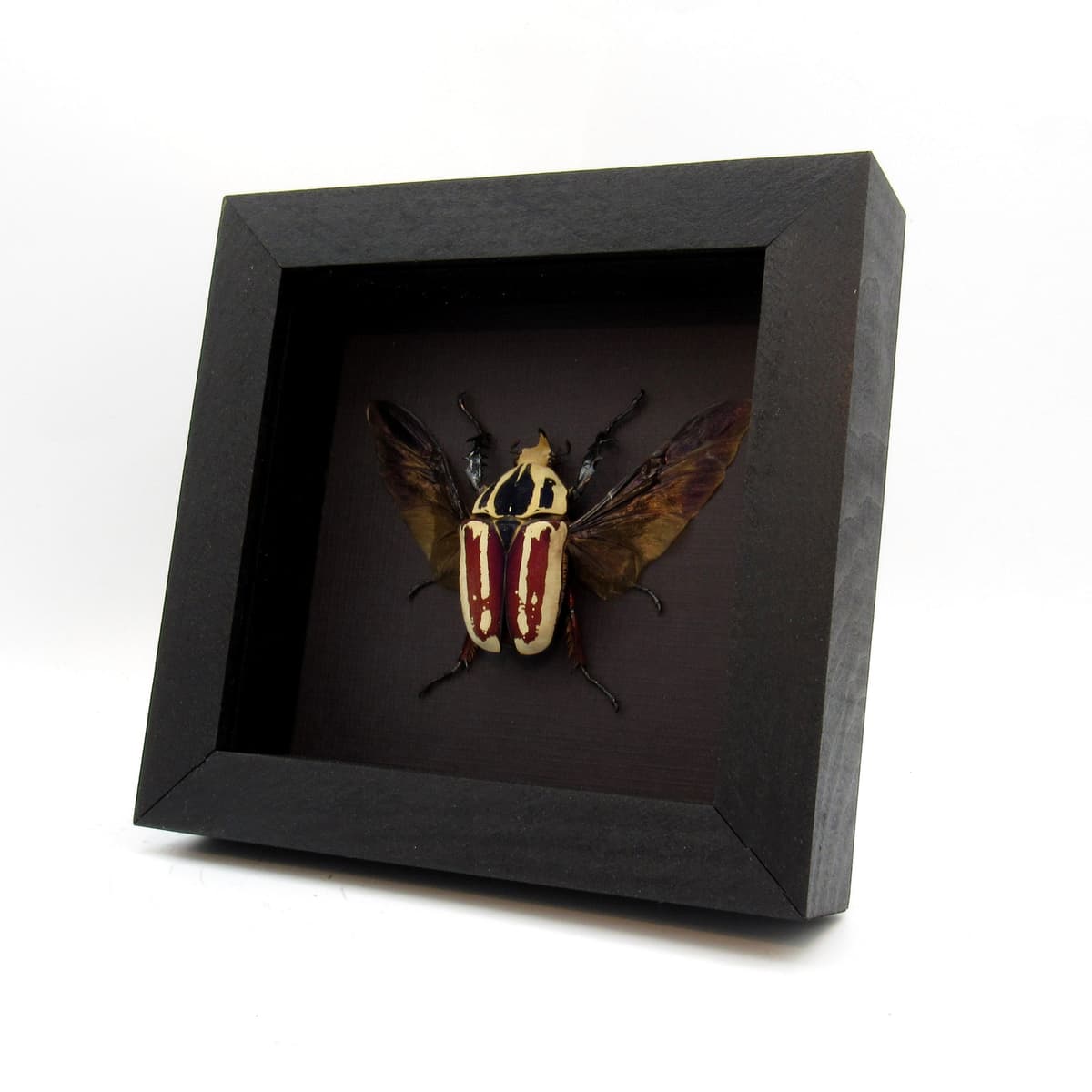 Large Scarab beetle framed taxidermy - Mecynorrhina ugandensis