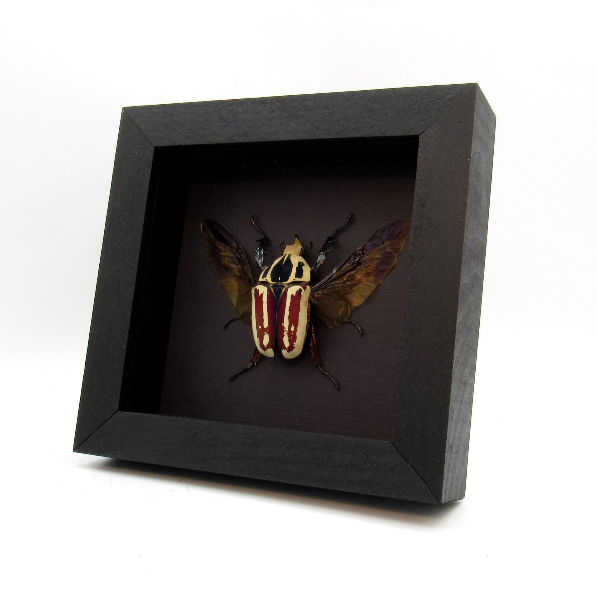 Large Scarab beetle framed taxidermy - Mecynorrhina ugandensis