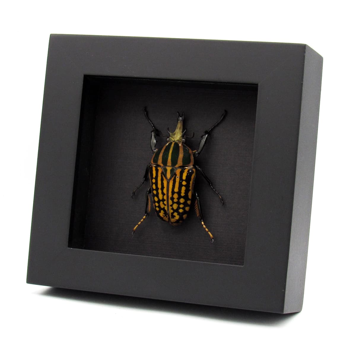 Real large Scarab beetle framed taxidermy - Chelorrhina savagei