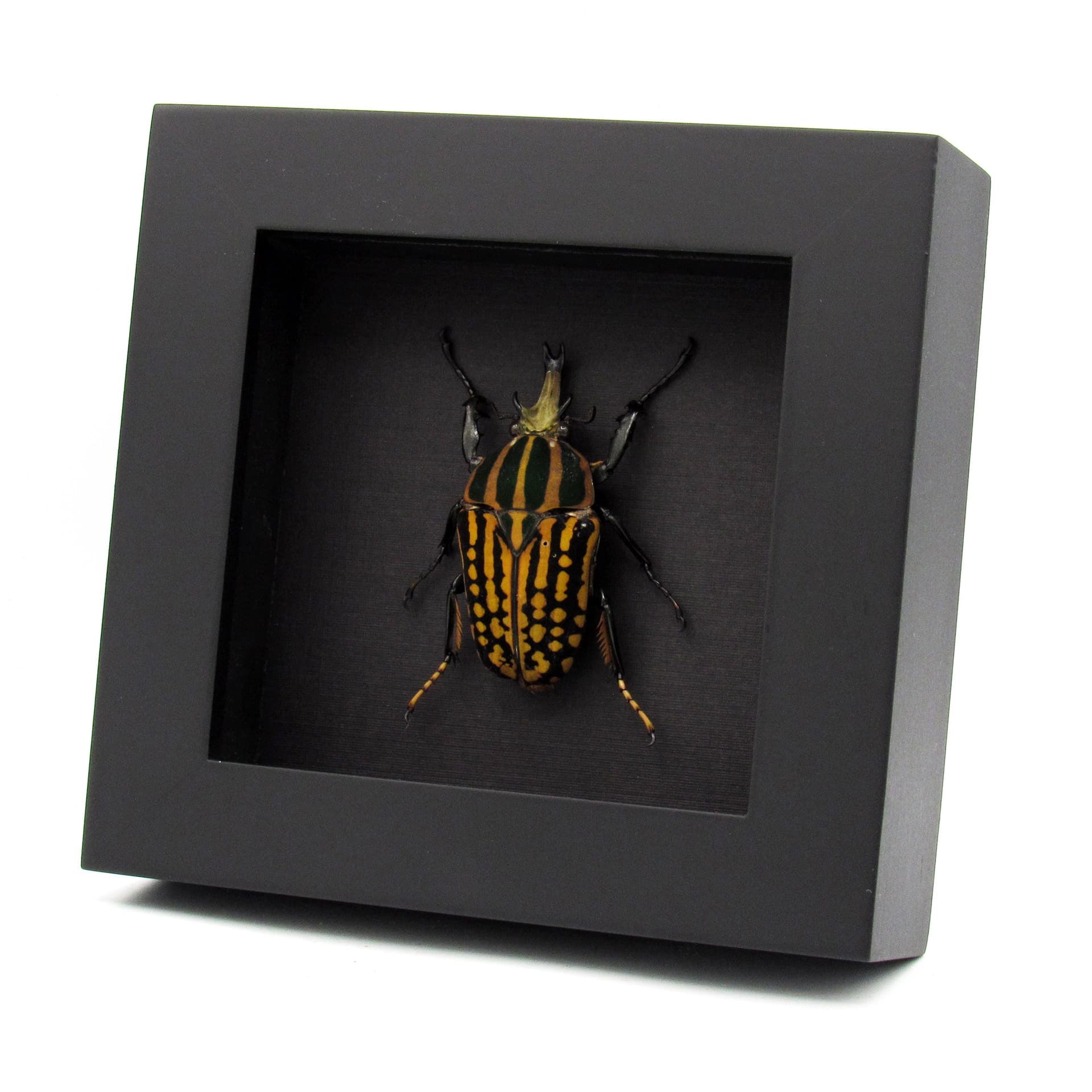 Real large Scarab beetle framed taxidermy - Chelorrhina savagei