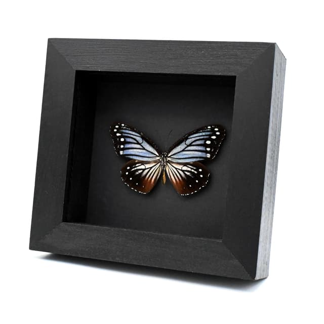 Real Nymphalid butterfly framed taxidermy - Elymnias ceryx