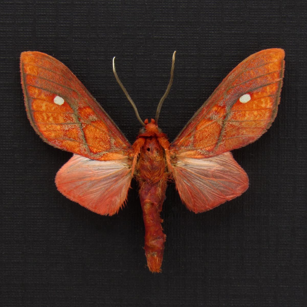 Real small red Erebid moth framed taxidermy - Ernassa justina
