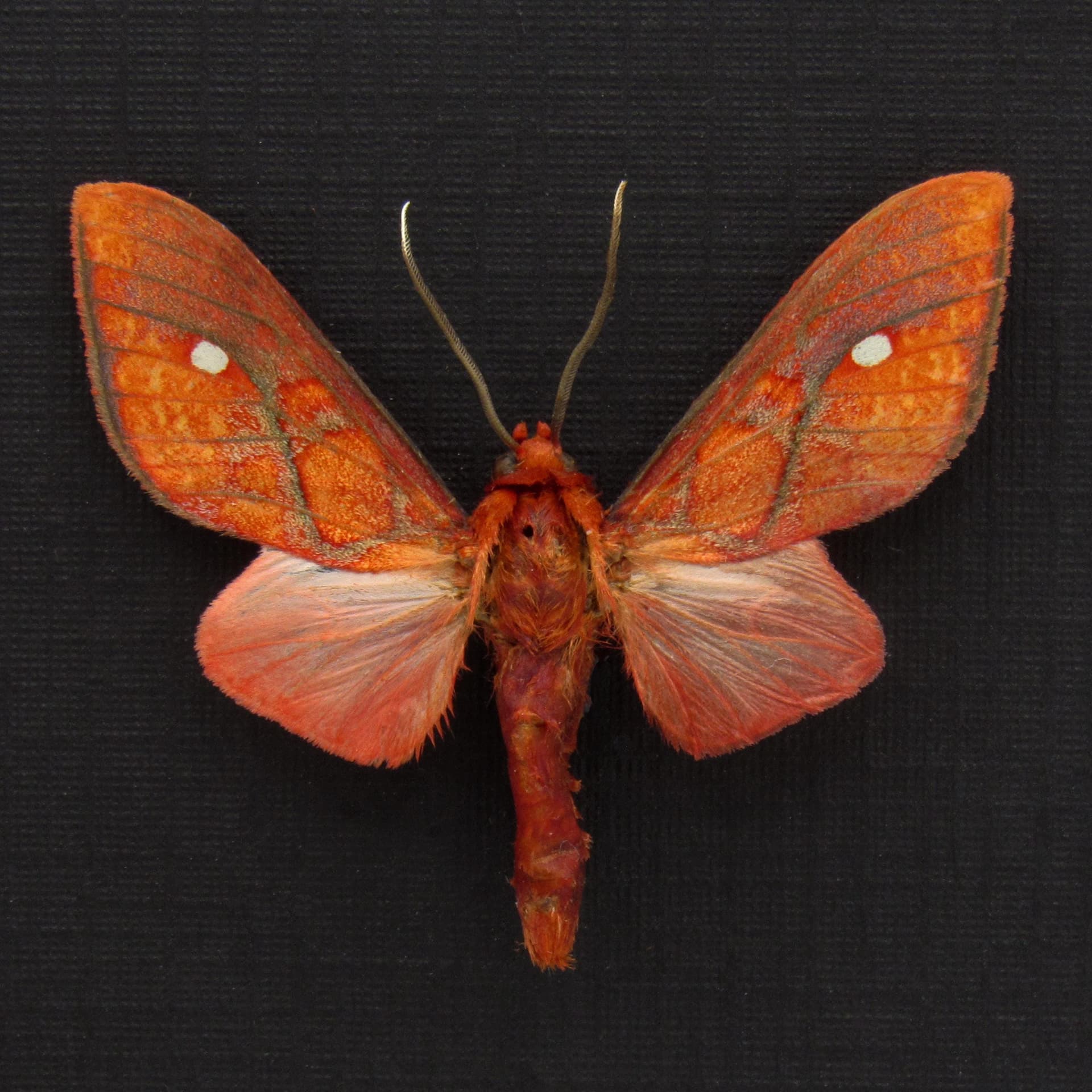 Real small red Erebid moth framed taxidermy - Ernassa justina