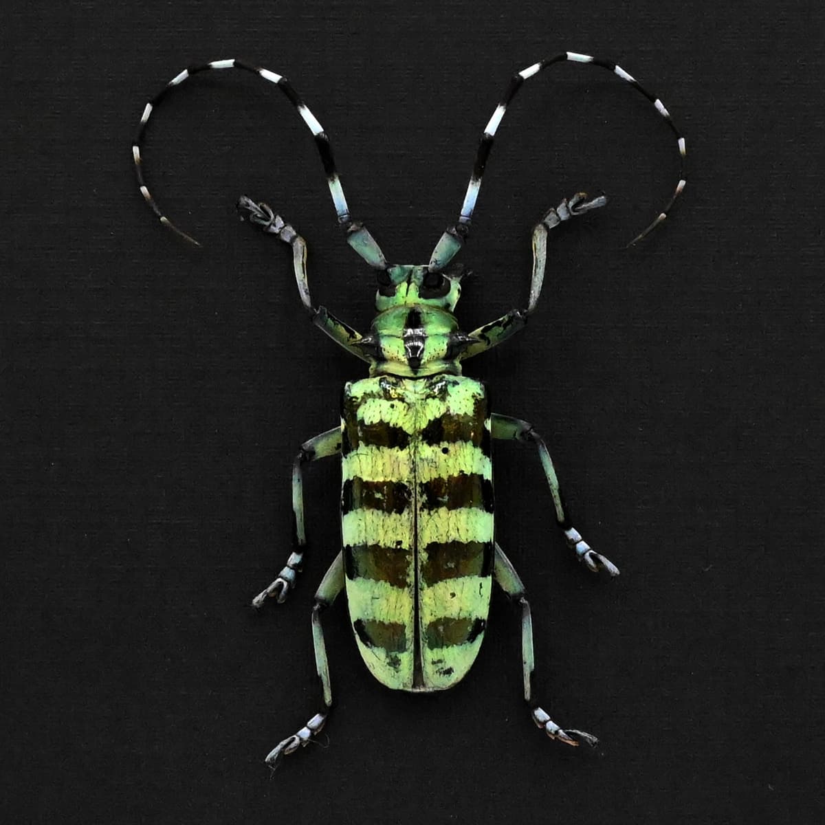 Large real Longhorn beetle framed taxidermy - Anoplophora birmanica