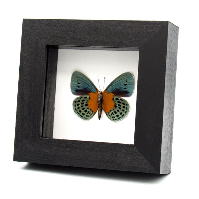 Real metallic butterfly framed taxidermy - Asterope degandii