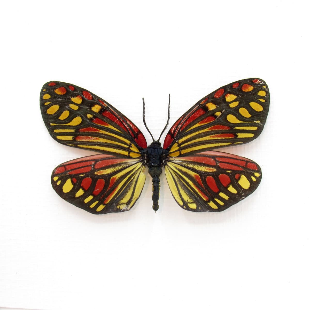 Real red Zygaenid moth framed taxidermy - Campylotes burmanus - large female