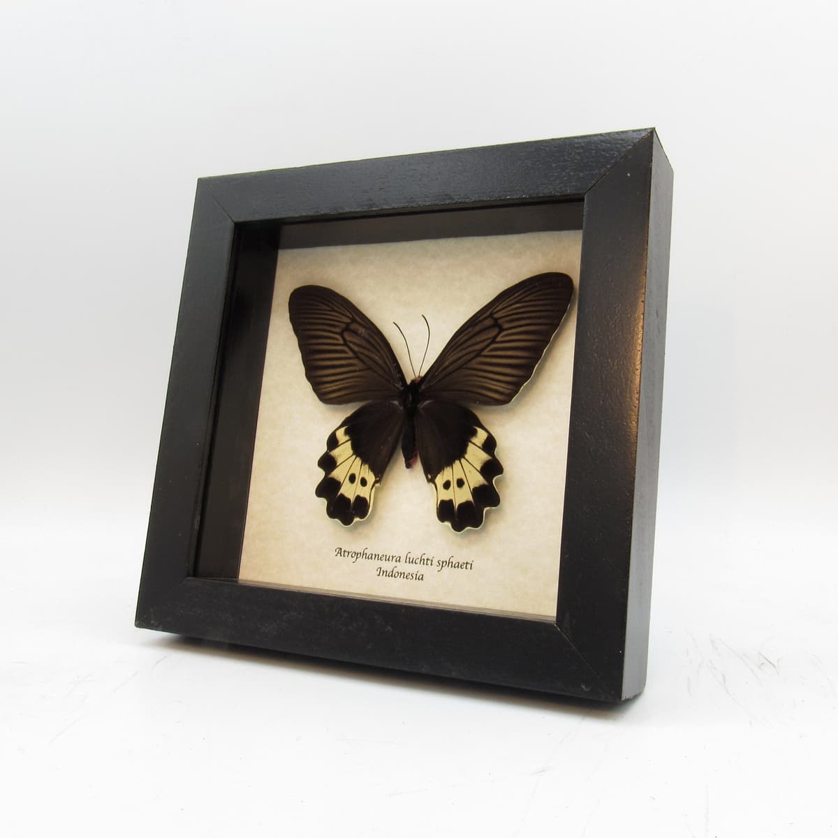 Real butterfly framed taxidermy - Atrophaneura luchti sphaeti - female