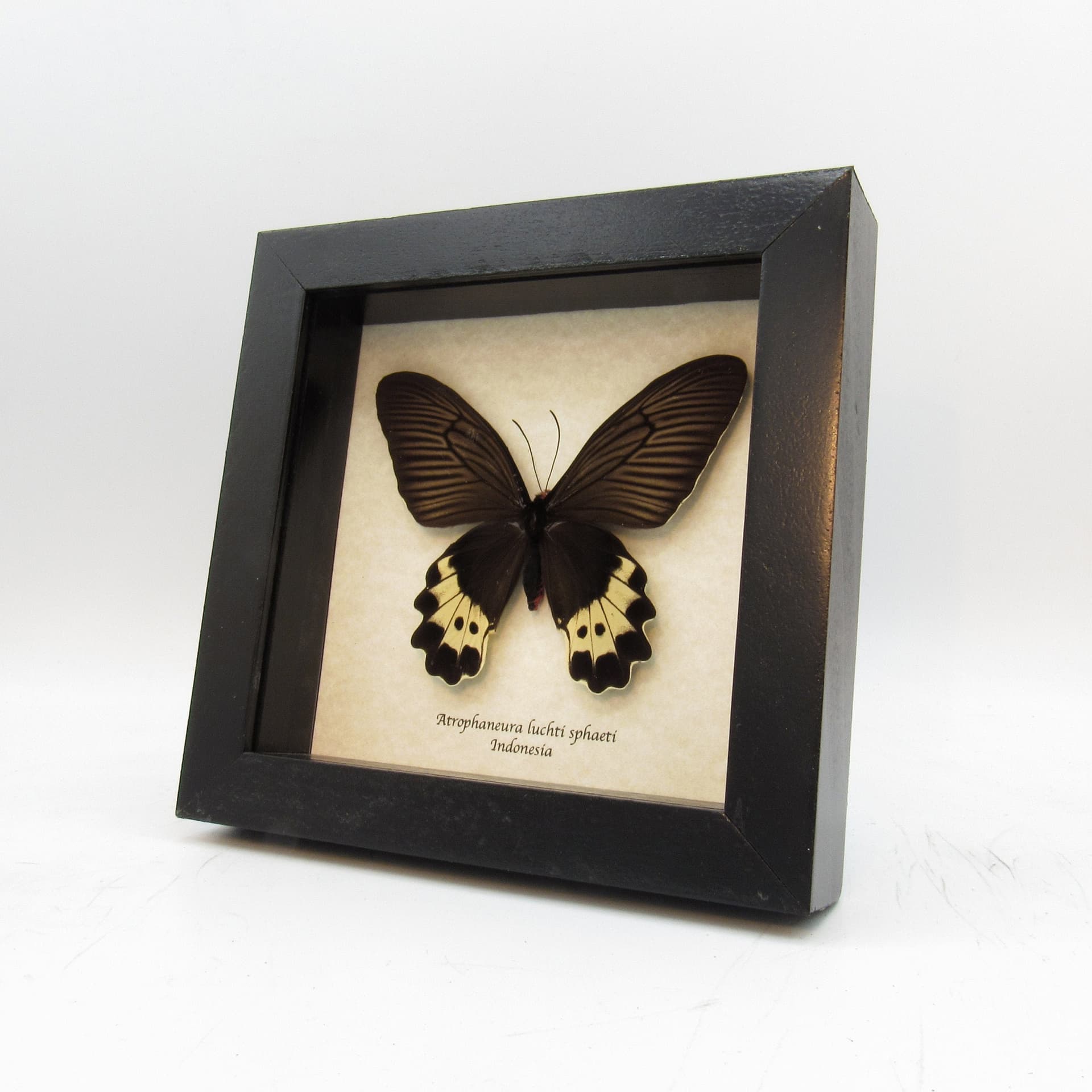 Real butterfly framed taxidermy - Atrophaneura luchti sphaeti - female