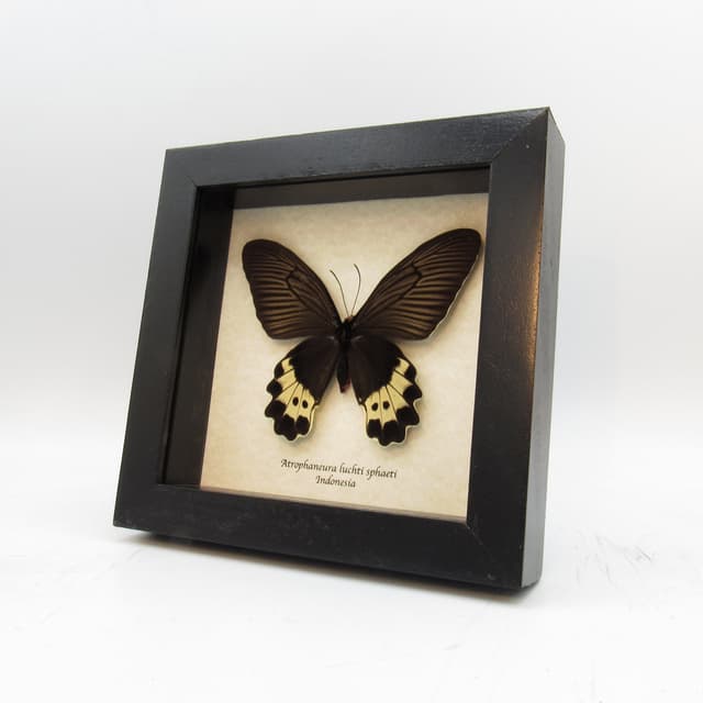 Real butterfly framed taxidermy - Atrophaneura luchti sphaeti - female