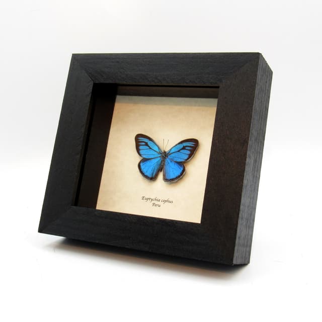 Rare metallic blue framed taxidermy butterfly - Euptychia cephus
