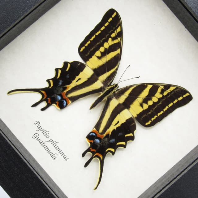 Rare Three-tailed Tiger swallowtail butterfly framed taxidermy - Papilio pilumnus - female