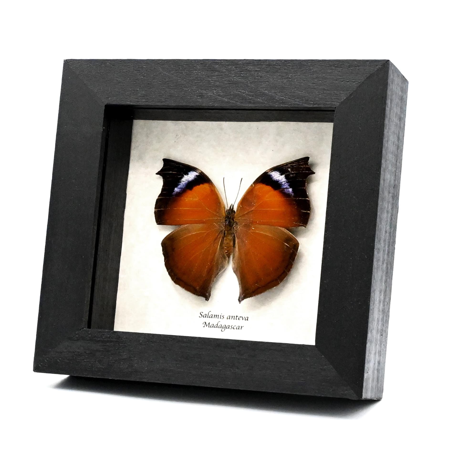 Real framed taxidermy butterfly - Salamis anteva
