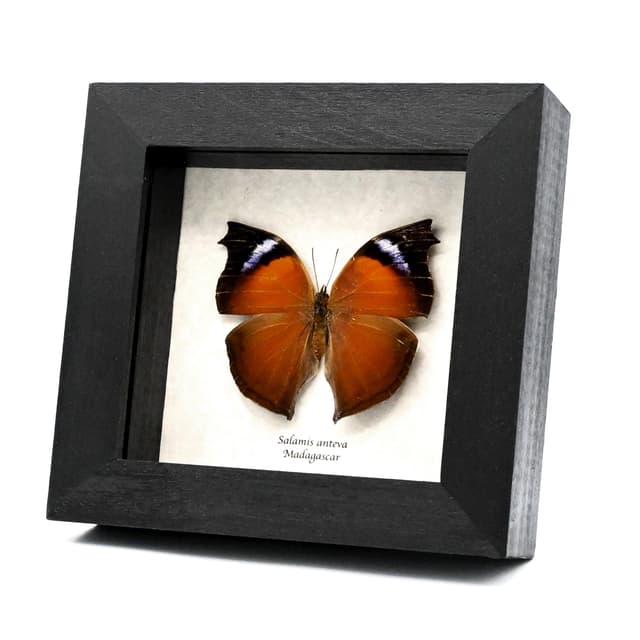 Real framed taxidermy butterfly - Salamis anteva