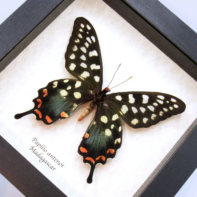 Real Giant Swallowtail butterfly framed taxidermy - Papilio antenor