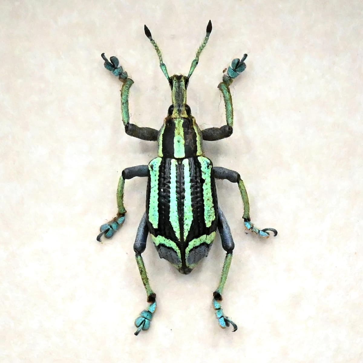 Rare green Weevil framed taxidermy - Eupholus bennetti - special color form