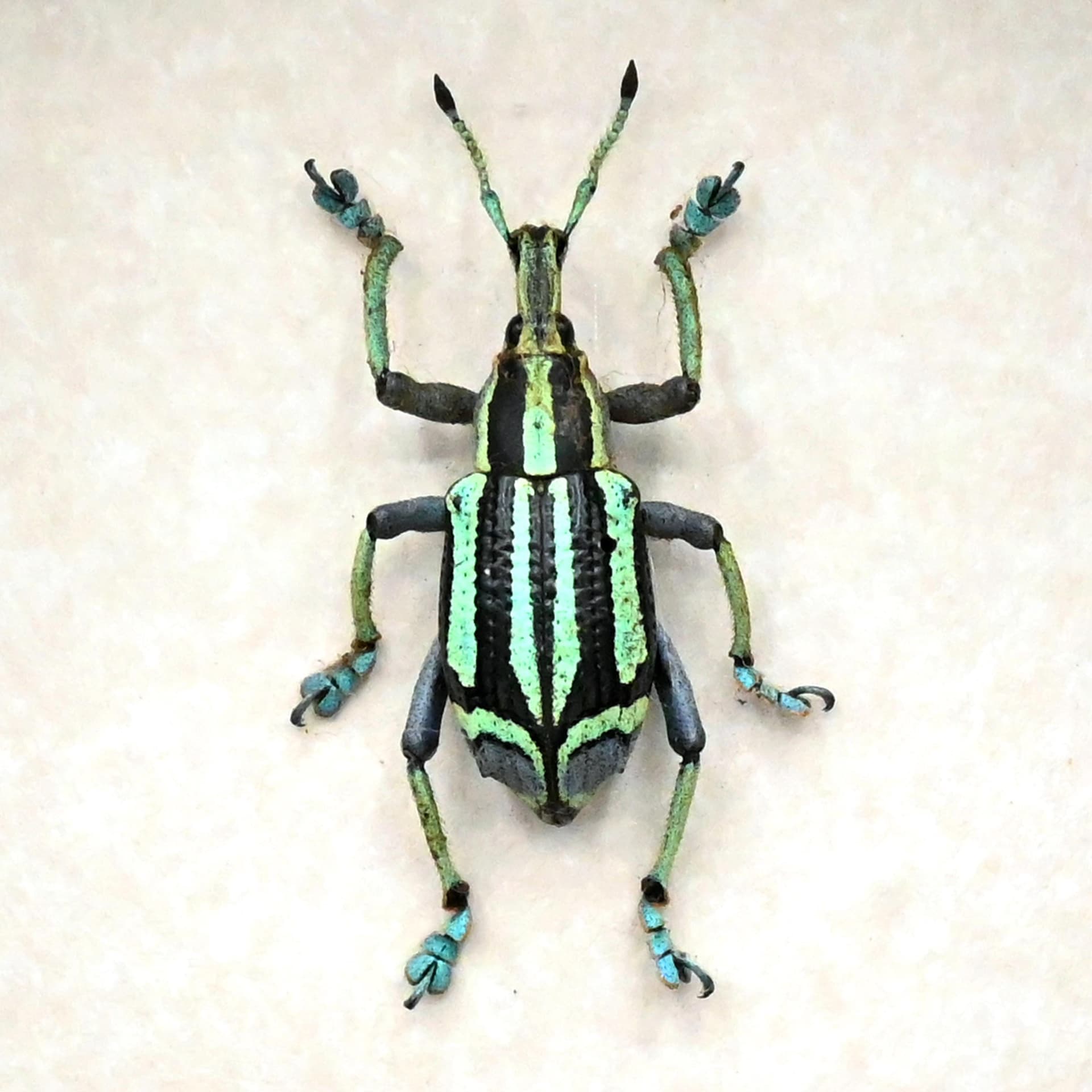 Rare green Weevil framed taxidermy - Eupholus bennetti - special color form