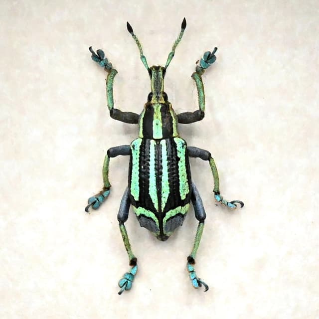 Rare green Weevil framed taxidermy - Eupholus bennetti - special color form