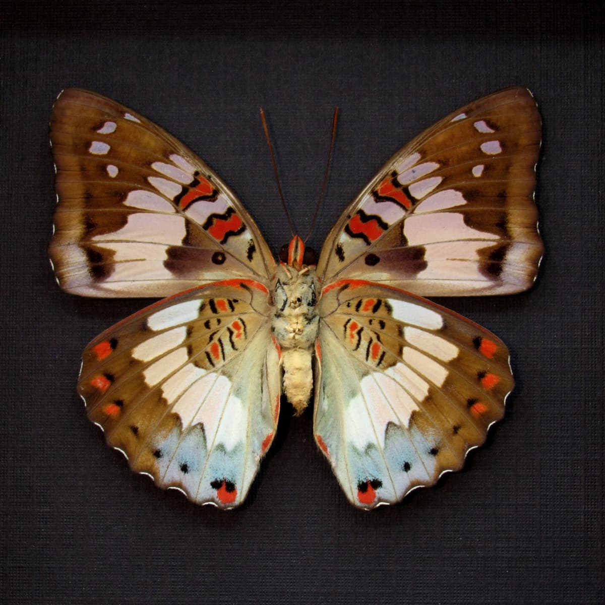 Real red butterfly framed taxidermy - Euthalia adonia - female