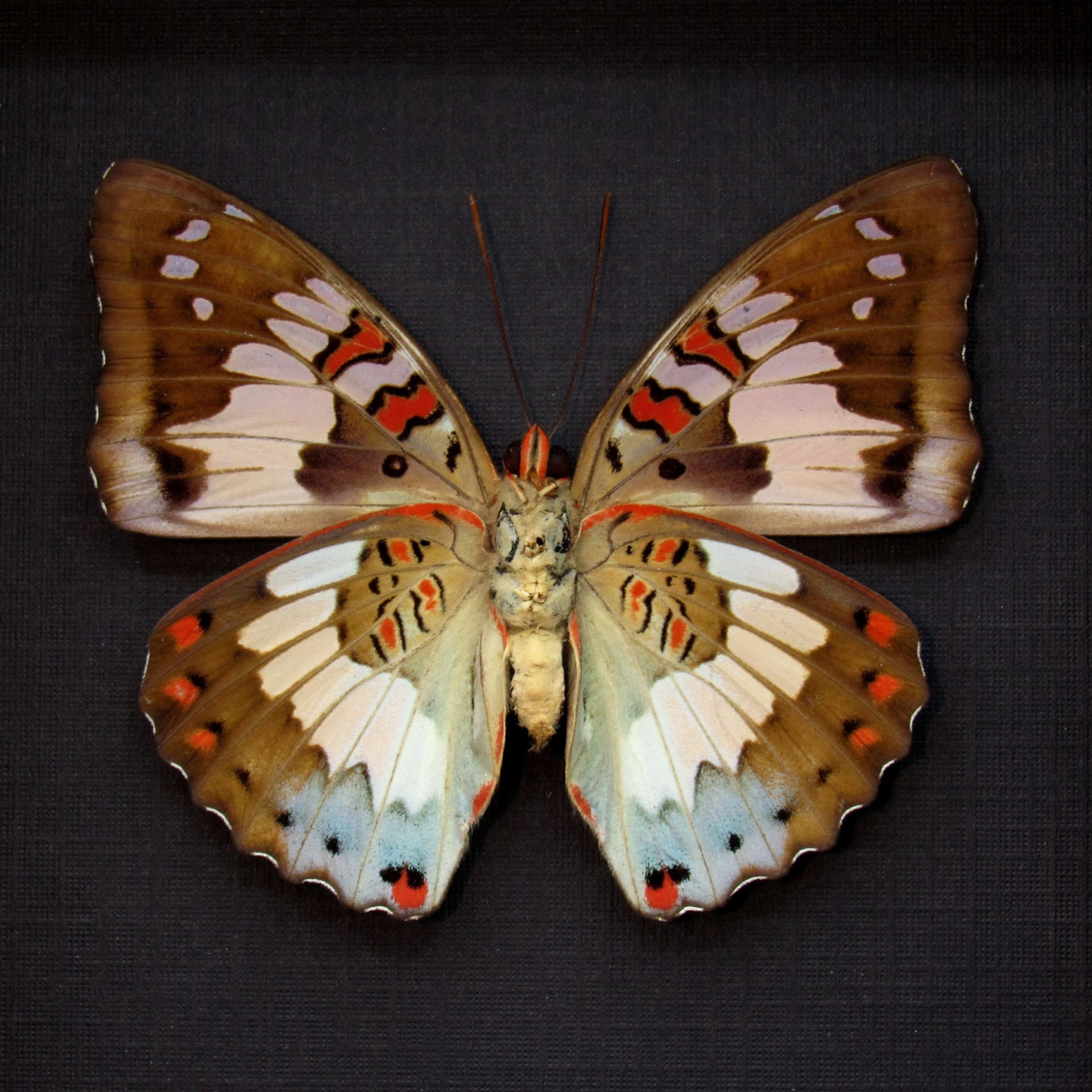 Real red butterfly framed taxidermy - Euthalia adonia - female