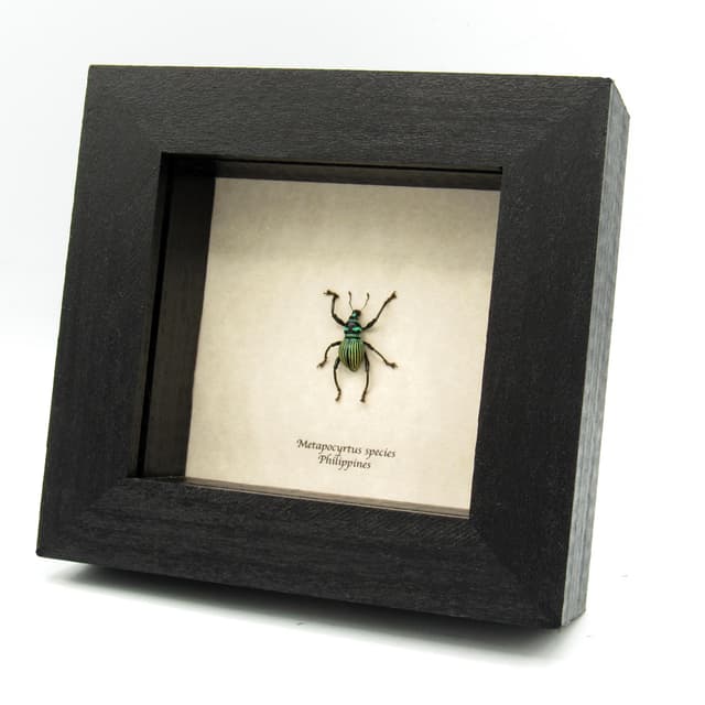 WEEVIL MANIA - Rare striped beetle framed taxidermy - Metapocyrtus species