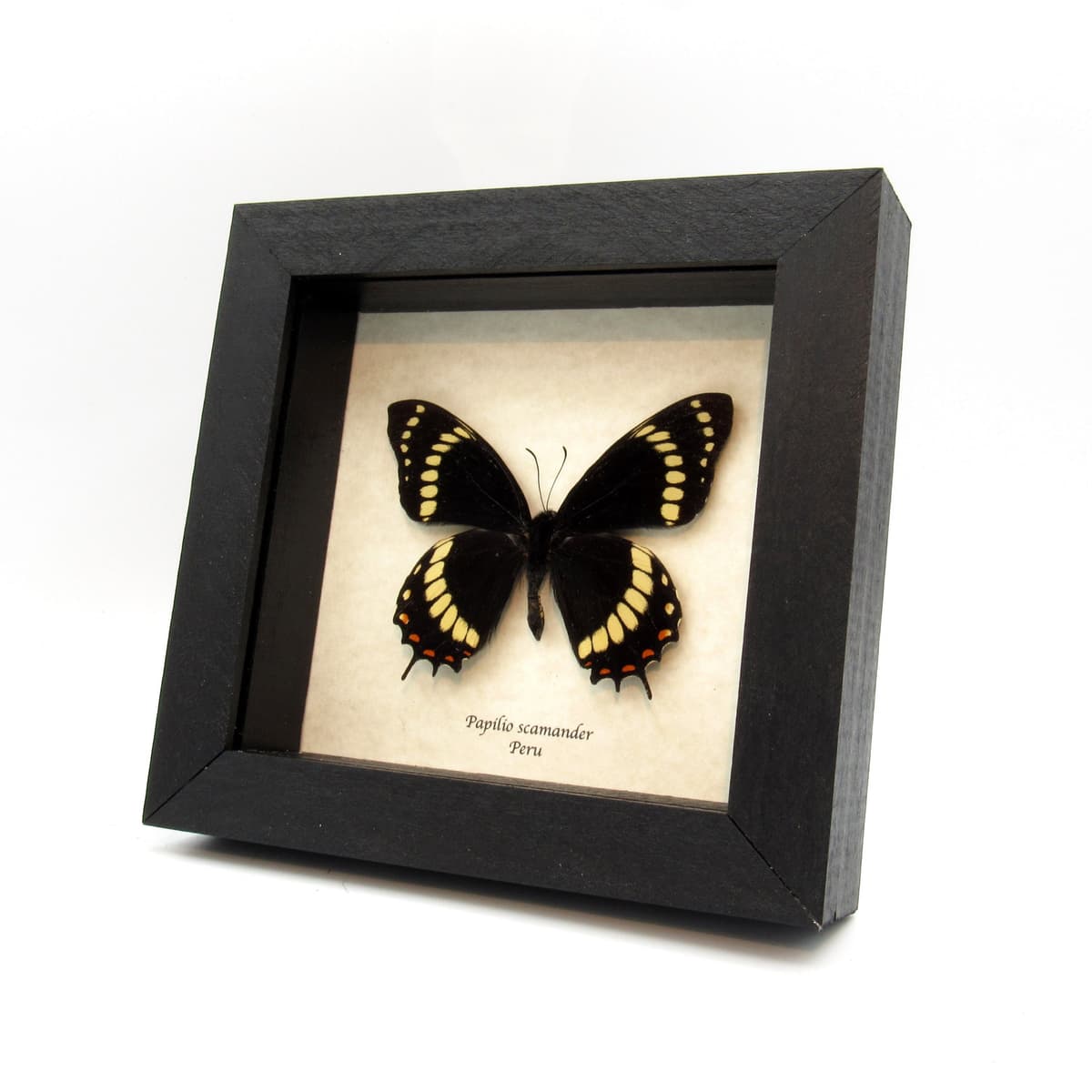 Rare black butterfly framed taxidermy - Papilio scamander
