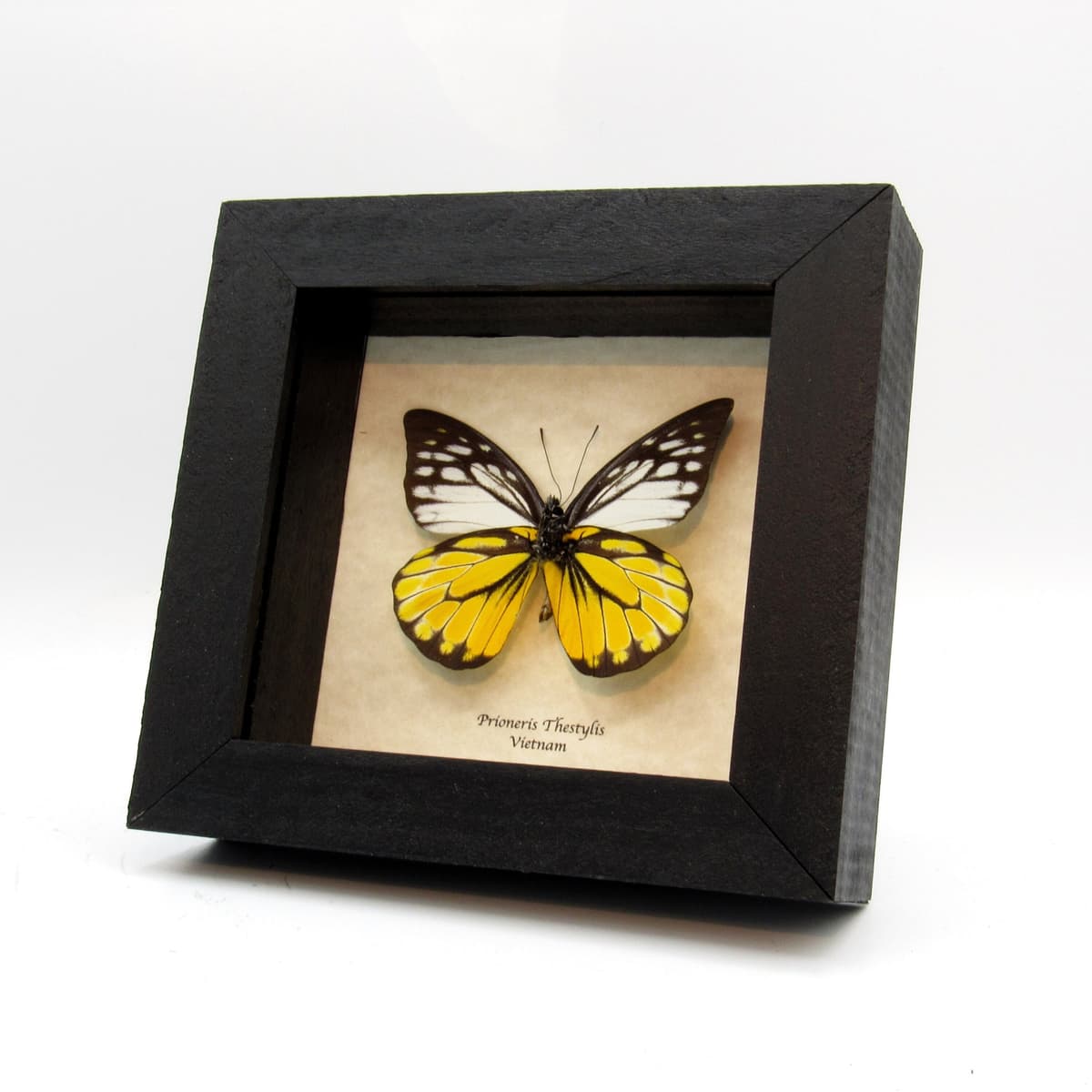 Real black and yellow butterfly framed taxidermy - Prioneris Thestylis
