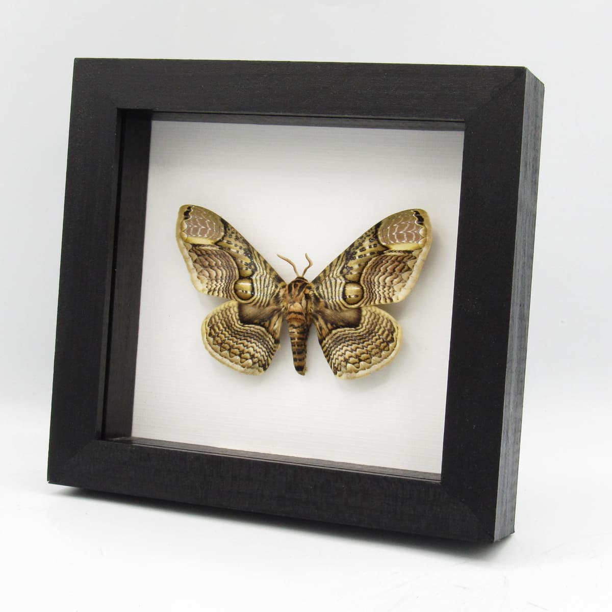 Large Brahmin moth framed taxidermy - Brahmaea wallichii