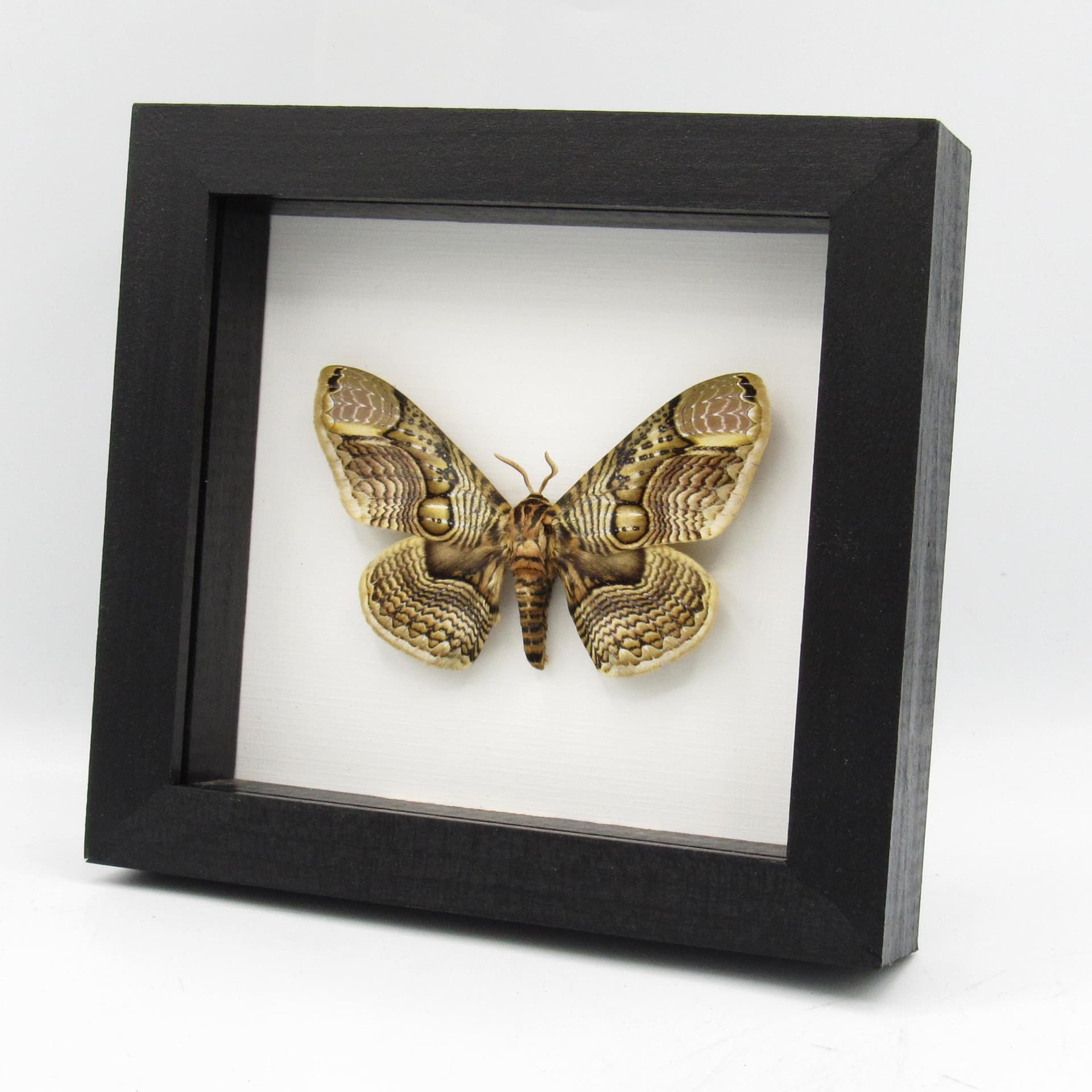Large Brahmin moth framed taxidermy - Brahmaea wallichii