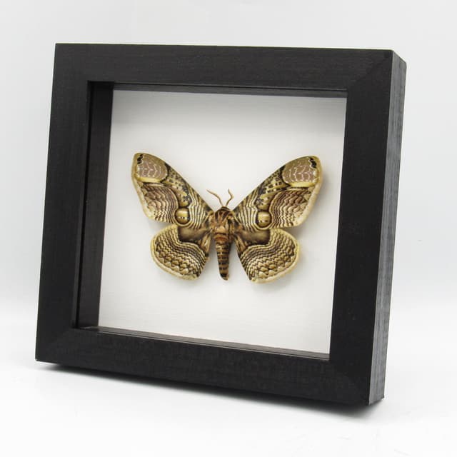 Large Brahmin moth framed taxidermy - Brahmaea wallichii