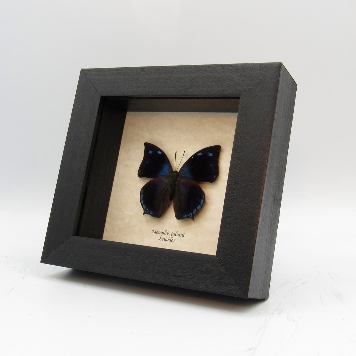Real butterfly framed taxidermy - Memphis juliani