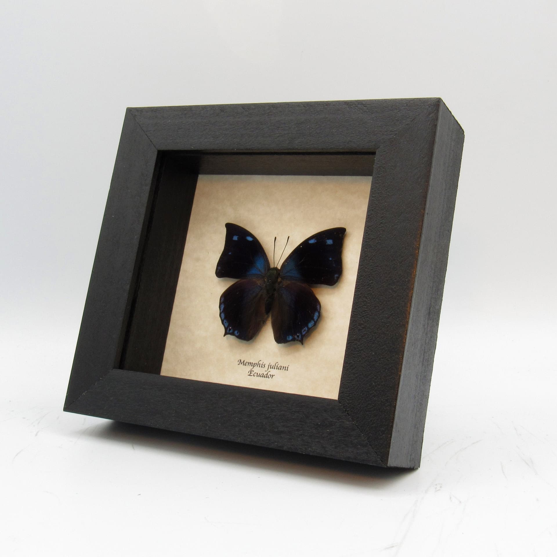 Real butterfly framed taxidermy - Memphis juliani