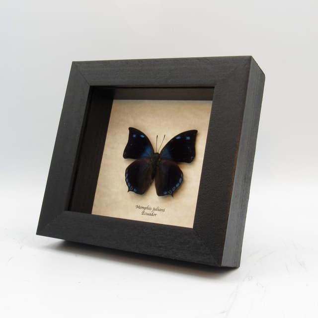 Real butterfly framed taxidermy - Memphis juliani