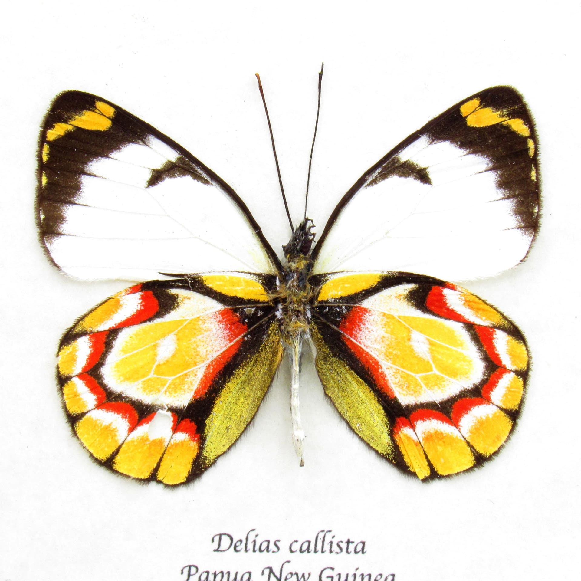 Rare Delias butterfly framed taxidermy - Delias callista - minor damage