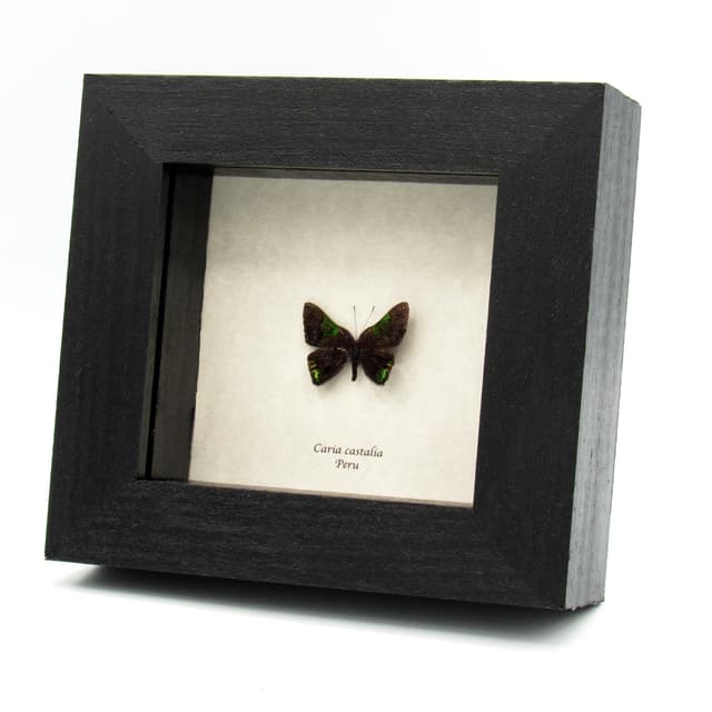 Rare tiny green glitter Metalmark butterfly framed taxidermy - Caria castalia
